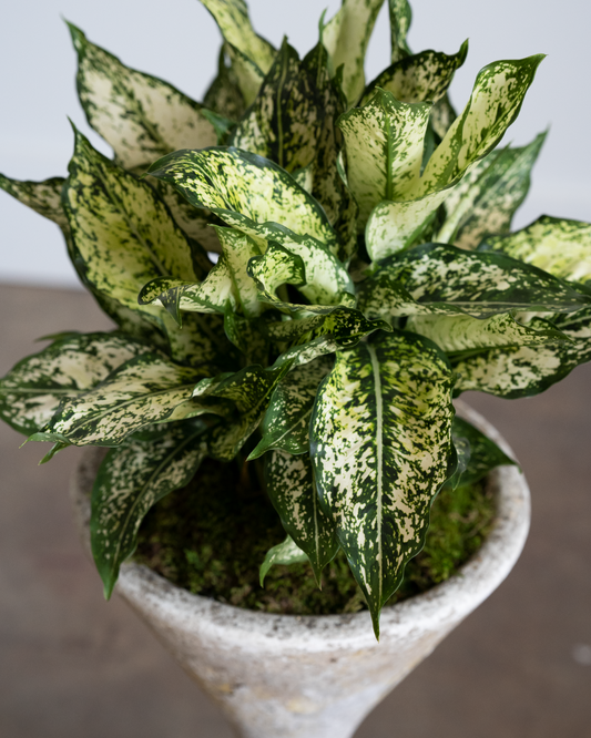 Hourglass Planter (Small)