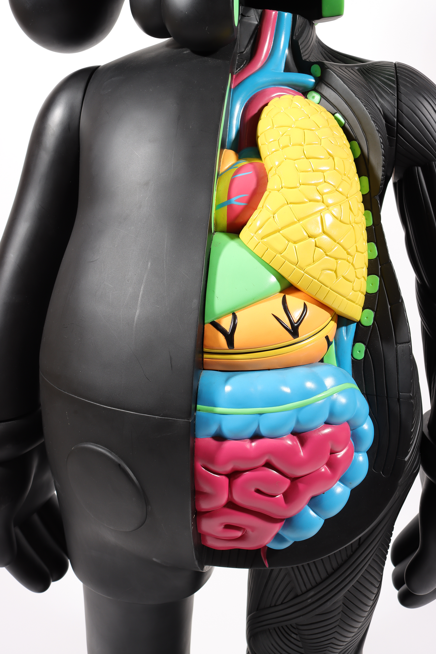 4 Foot Dissected Companion (Black)